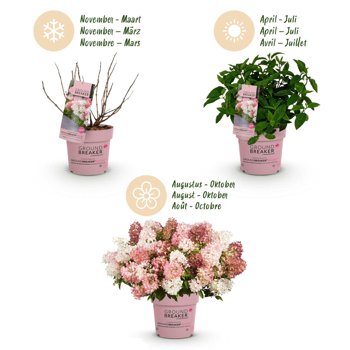 Green boutiQ - Gartenpflanze - Hydrangea panniculata Groundbreaker Blush - Bauernhortensie - Winterhart - Rosa - 1 Pflanze - Topf 14cm - Höhe 20-25cm 