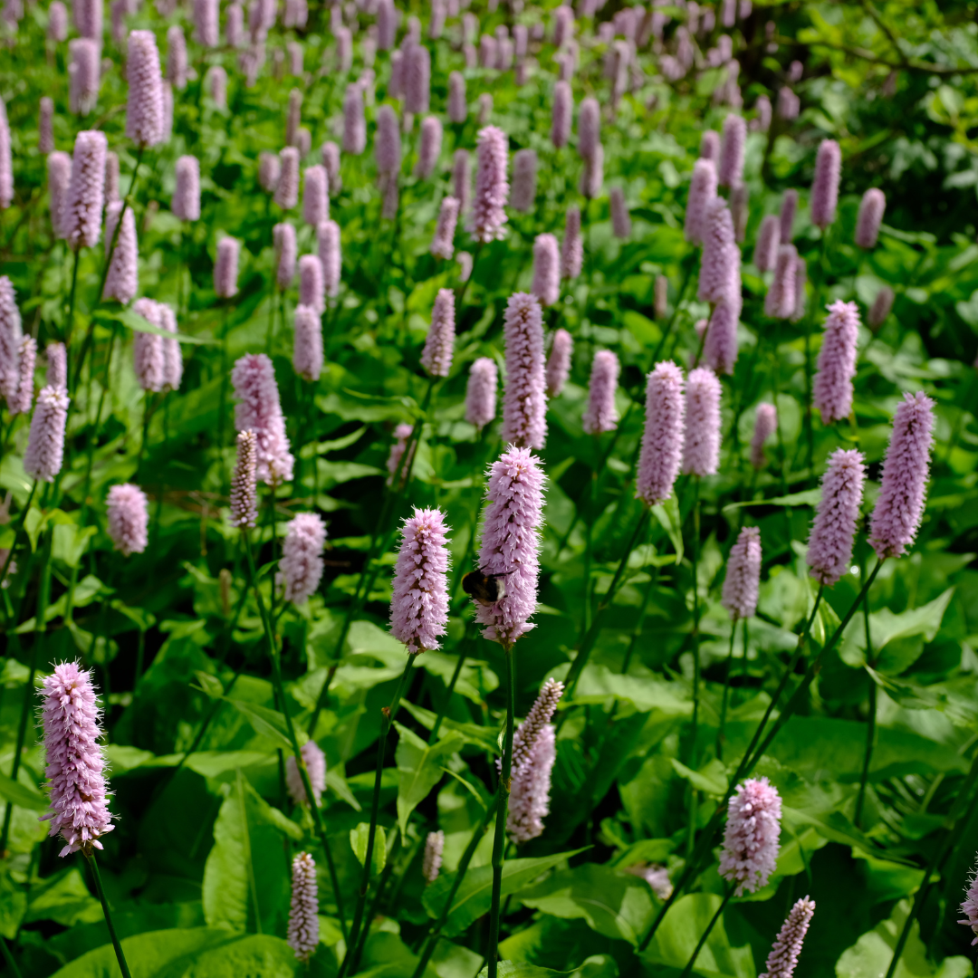 Persicaria affinis Superba – 24 Pflanzen – Ø9cm – Höhe 10-25cm – Winterharte Staude – Dunkelrote Blütenähren – Bienenfreundlich für Beet & Präriegarten