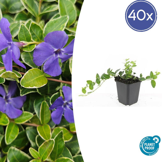 Kleinblättriges Immergrün Vinca minor 'Ralph Shugert' – ↕10-25cm – Ø9cm – 40 Pflanzen – Lavendelfarbene Blüten – Immergrüner Bodendecker – Schattentauglich & pflegeleicht