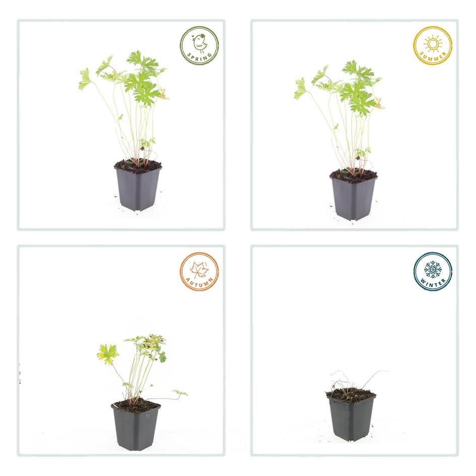 Storchschnabel Geranium 'Johnson's Blue' – ↕10-25cm – Ø9cm – 12 Pflanzen – Winterharte Staude & Bodendecker – Leuchtend blaue Blüten