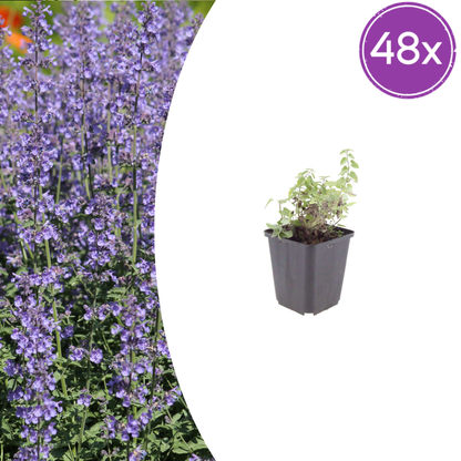 Nepeta Grol Katzenminze – 48 Pflanzen – Ø9cm – Höhe 10-25cm – Winterharte Staude – Blauviolette Blüten – Bienenfreundlich für Beet & Rabatte