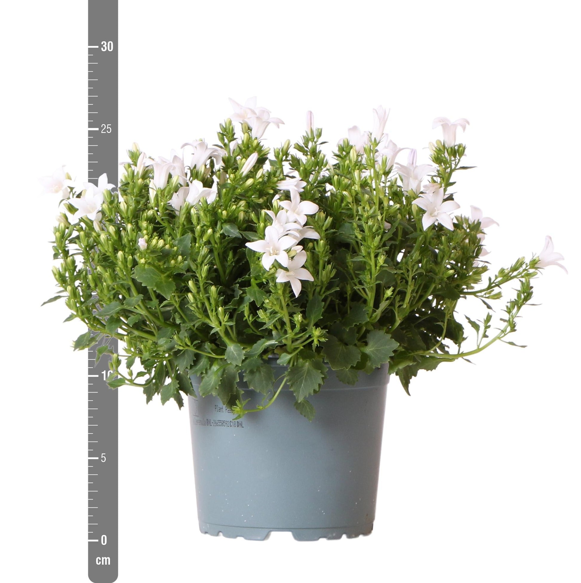 Campanula Addenda - Glockenblume weiß Topfgröße 12cm - 2m2 Bodendecker - 12 Pflanzen - Ambella Weiß - Winterhart 