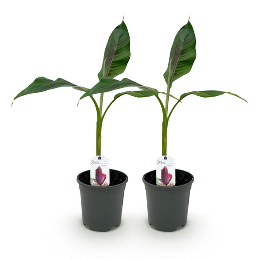 Bananenpflanze Musa sikkimensis Red Tiger – 2 Pflanzen – Winterhart – Obstpflanze – Ø17 cm, Höhe ca. 40 cm – Exotische Gartenbanane mit auffälligen rot-grünen Blättern 
