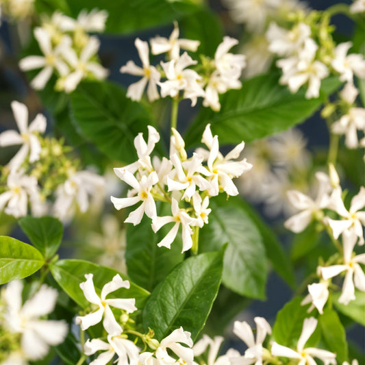 Trachelospermum jasminoides – Toskanischer Sternjasmin – 2 Pflanzen 11cm – ca. 40cm hoch – Immergrüne duftende Kletterpflanze – Winterhart & dekorativ für Pergola, Zaun & Balkon 