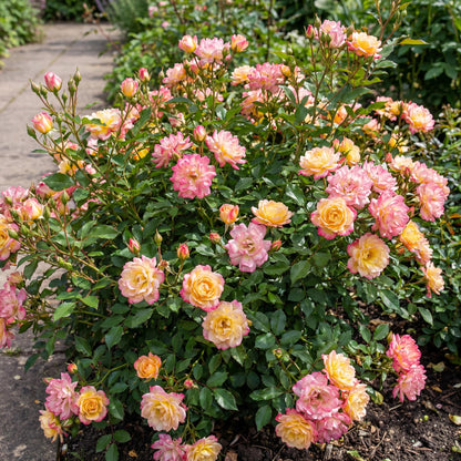 Green boutiQ - Gartenrose - Rosa Tricolor Fairy - Rose - Winterhart - Gelb-Rosa - 1 Pflanze - Topf 12cm - Höhe 20-25cm 