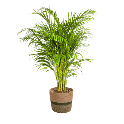 Dypsis Areca Lutescens mit Korb Ø24cm - ↕120 - 140cm 