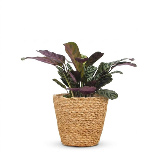 Fischgräten-Gebetspflanze – Ctenanthe burle-marxii – Topf Ø12cm – Höhe 30cm – mit Seegraskorb – Ansicht 2