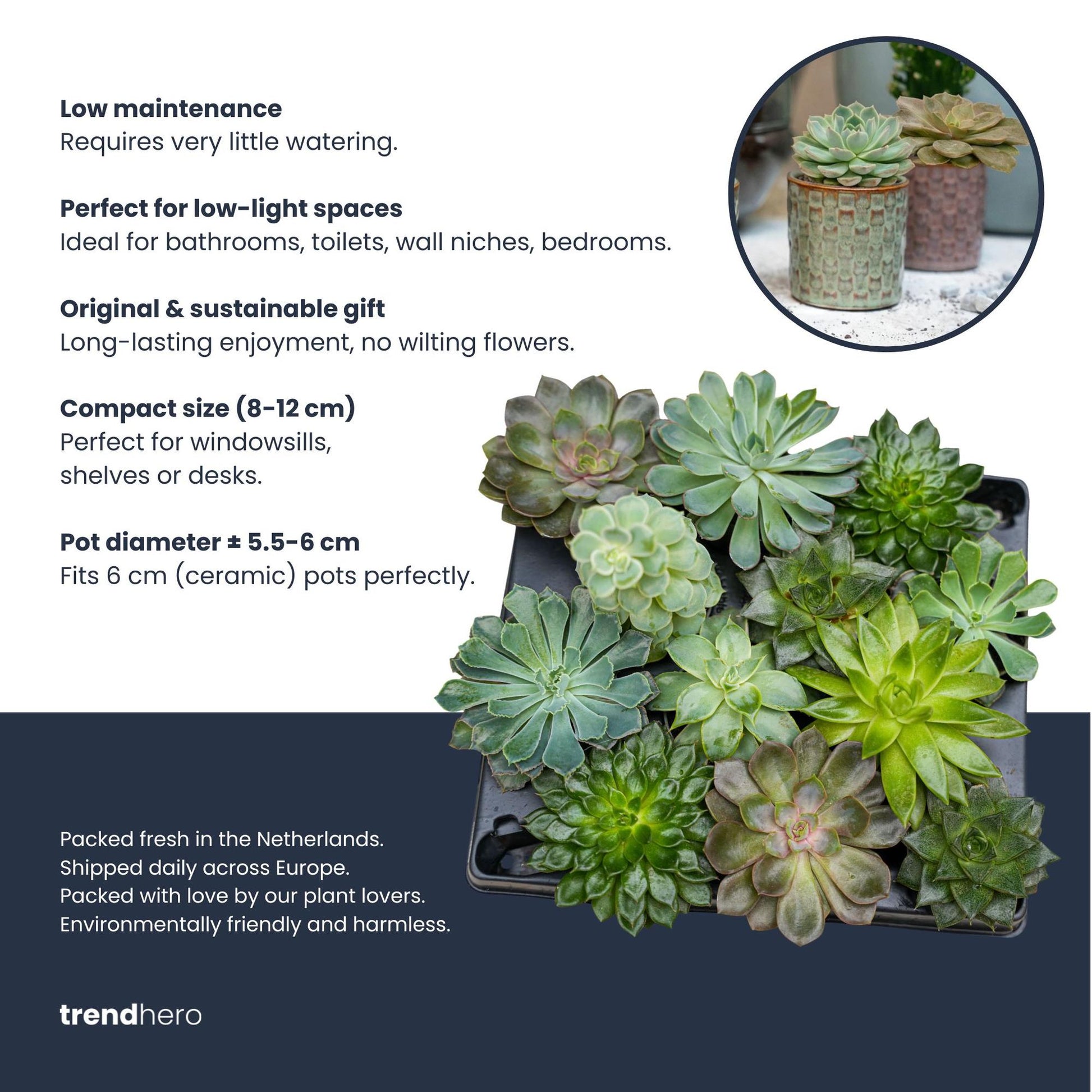 Set of 12 -  Succulent Mix Set - Assorted Succulents in 6 cm Pots (8–12 cm high) 