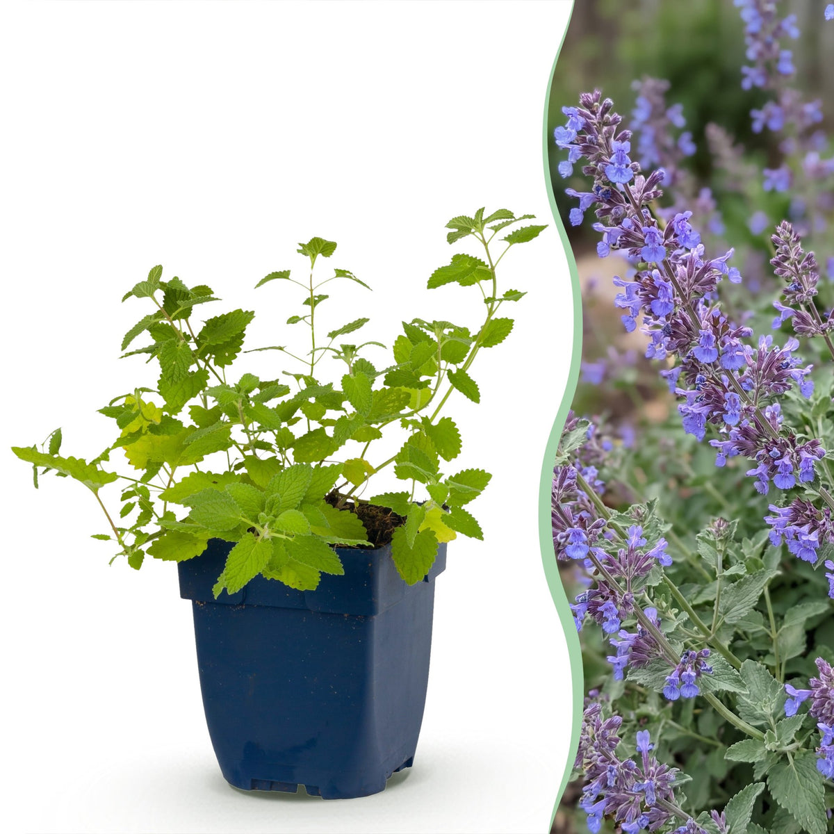 Katzenminze 'Six Hills Giant' – Nepeta faassenii 'Six Hills Giant' – Topf Ø11cm – Bienenfreundliche Staude für Garten & Balkon
