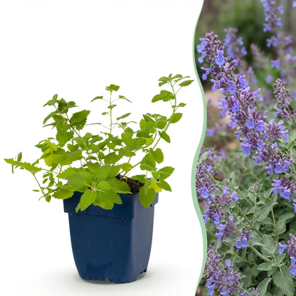 Katzenminze 'Six Hills Giant' – Nepeta faassenii 'Six Hills Giant' – Topf Ø11cm – Bienenfreundliche Staude für Garten & Balkon