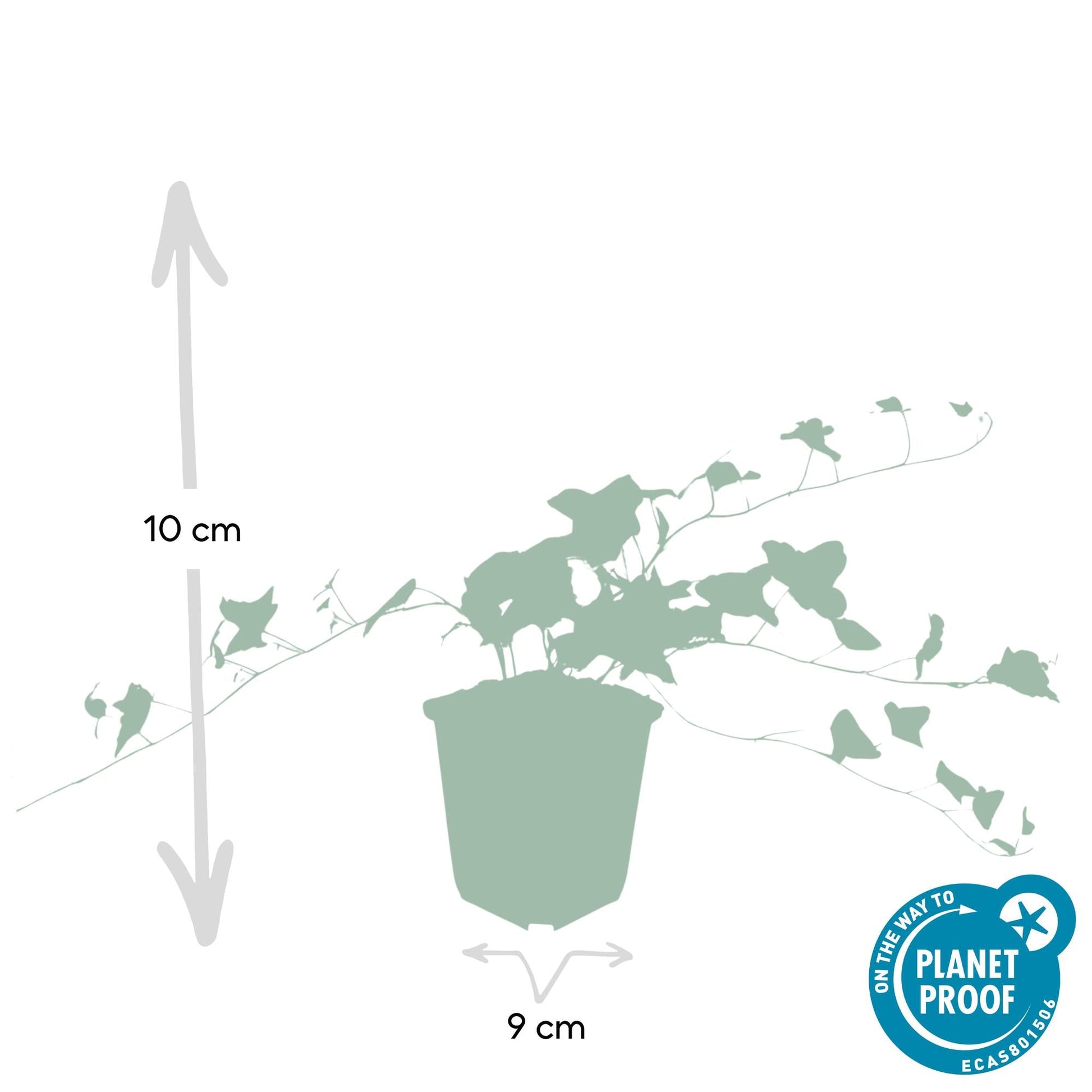 Hedera helix 'Glacier' – Bunter Efeu – 24 Pflanzen – ↕10–25cm – Ø9cm – Immergrüner Kletter- & Bodendecker – Pflegeleicht & winterhart – Für Hecken, Begrünung & Gartenflächen 