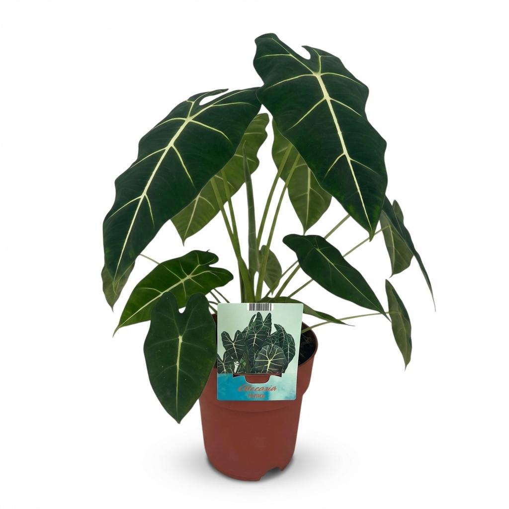 Green boutiQ - Zimmerpflanze - Elefantenohr - Alocasia Frydek - Grün - Pflegeleicht - 1 Pflanze - Topf 19cm - Höhe 60cm 