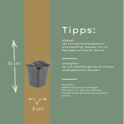 Thymian Thymus praecox Coccineus Bodendecker – 12 Pflanzen – Ø9cm – Höhe 10-25cm – Rosa Rot blühender Polsterthymian – Winterhart – Für Steingarten & Beet