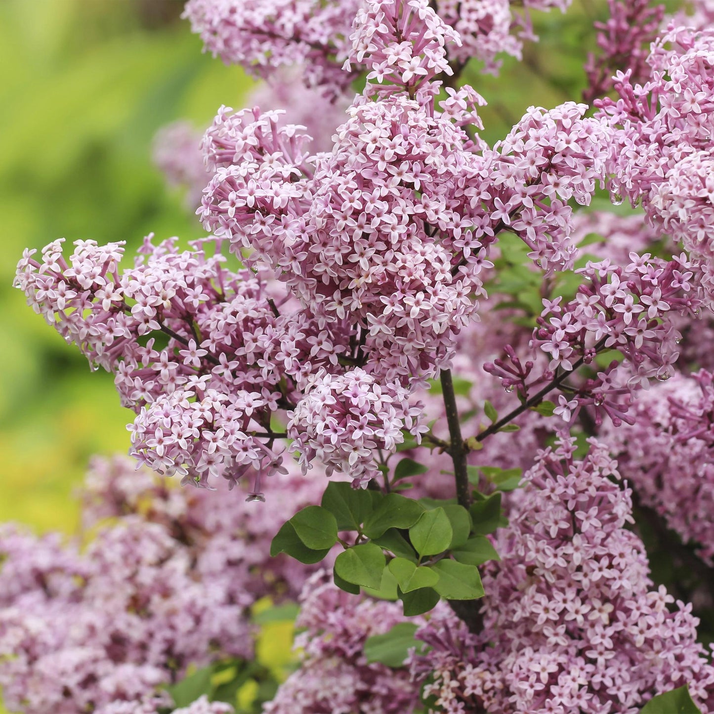 GreenboutiQ - Stamm-Pflanze - Syringa meyeri Palibin - Terrassenpflanze - Laubabwerfend - Winterhart - Lila Blüte - Topf 19cm Höhe 90cm 