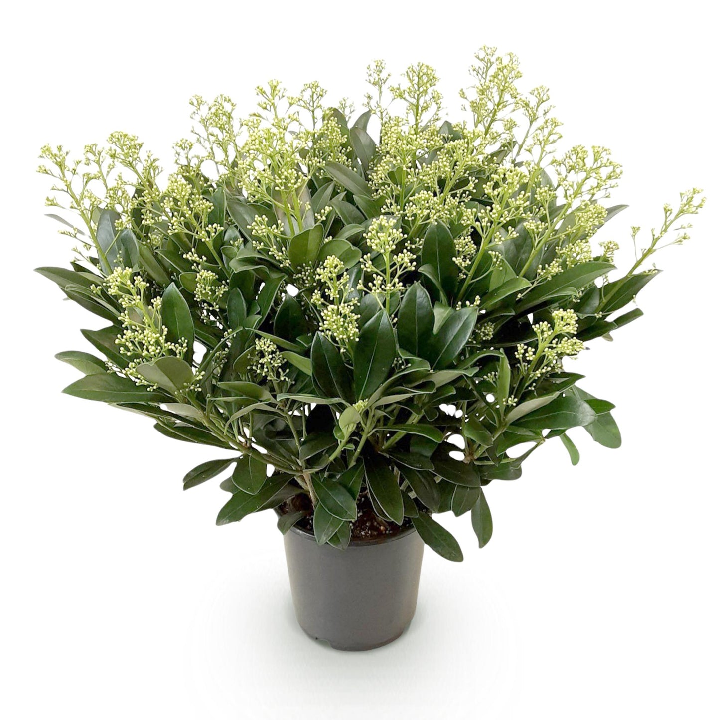 GreenboutiQ - Terrassenpflanze - Skimmia japonica Finchy - Blüte Weiß - 40+ Blüten - 1 Pflanze - Winterhart - Topf 19cm Höhe 60cm 