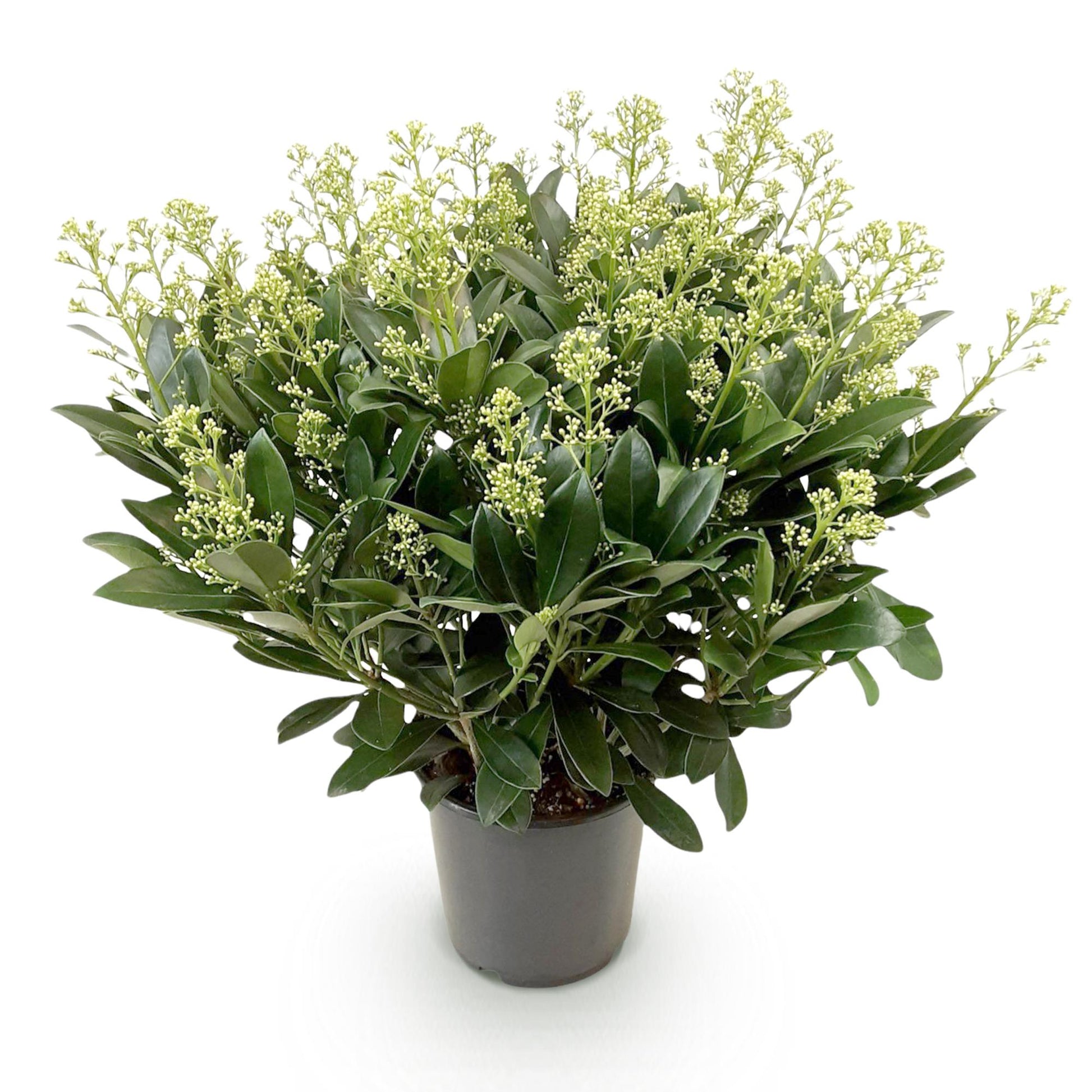 GreenboutiQ - Terrassenpflanze - Skimmia japonica Finchy - Blüte Weiß - 40+ Blüten - 1 Pflanze - Winterhart - Topf 19cm Höhe 60cm 