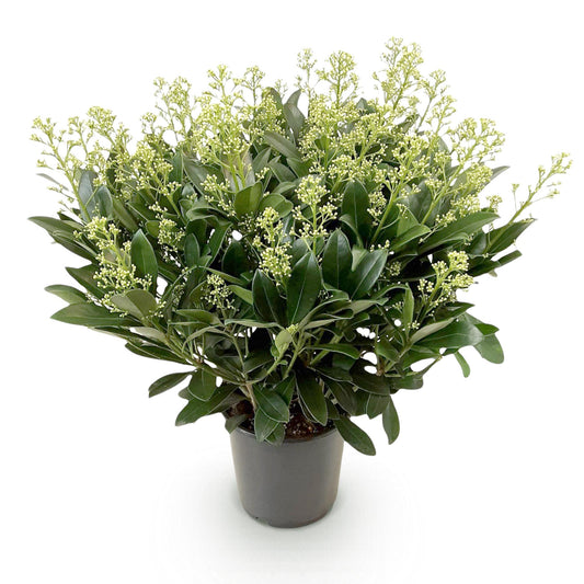 GreenboutiQ - Terrassenpflanze - Skimmia japonica Finchy - Blüte Weiß - 40+ Blüten - 1 Pflanze - Winterhart - Topf 19cm Höhe 60cm 