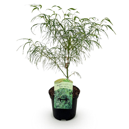 Japanischer Ahorn – Acer palmatum Koto-no-ito – Zierahorn im Topf 19cm – ca. 70cm hoch – Feingliedrig & mehrfarbig – Balkon- & Terrassenpflanze 