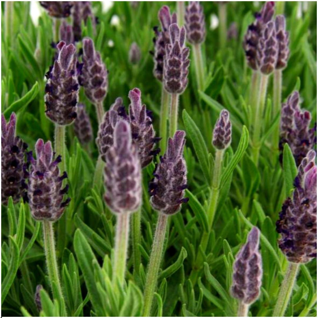 Französischer Lavendel - Lavandula stoechas Anouk® - 12 cm Topf - 24 Stück
