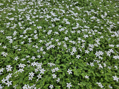 Weißer Bubikopf Isotoma fluviatilis 'Alba' – ↕10-25cm – Ø9cm – 20 Pflanzen – Bodendecker, Weiße Blüten, Winterhart, Pflegeleicht, Für Sonne & Halbschatten