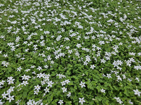 Weißer Bubikopf Isotoma fluviatilis 'Alba' – ↕10-25cm – Ø9cm – 20 Pflanzen – Bodendecker, Weiße Blüten, Winterhart, Pflegeleicht, Für Sonne & Halbschatten