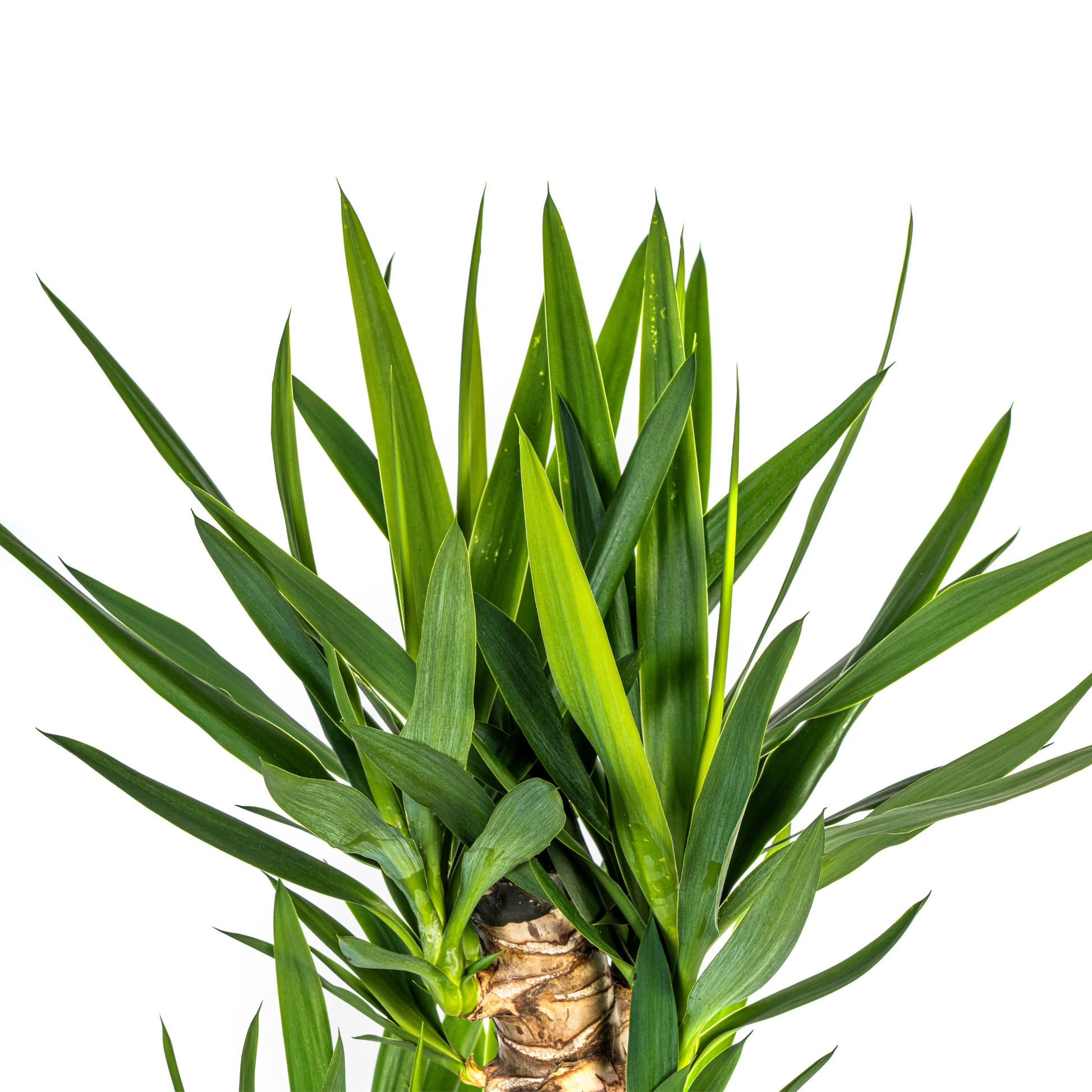 Yucca Elephantipes mit Korb Ø24cm - ↕120 - 140cm 