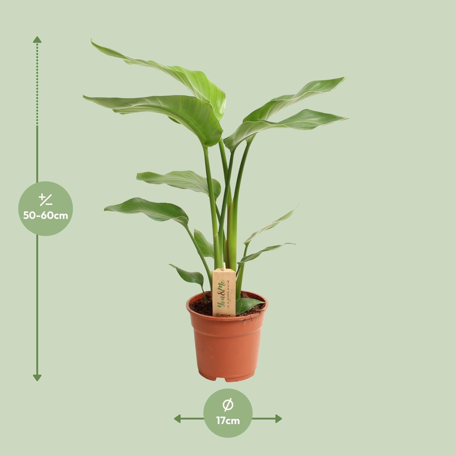 Strelitzia Nicolai - Ø17cm - ↕60cm 