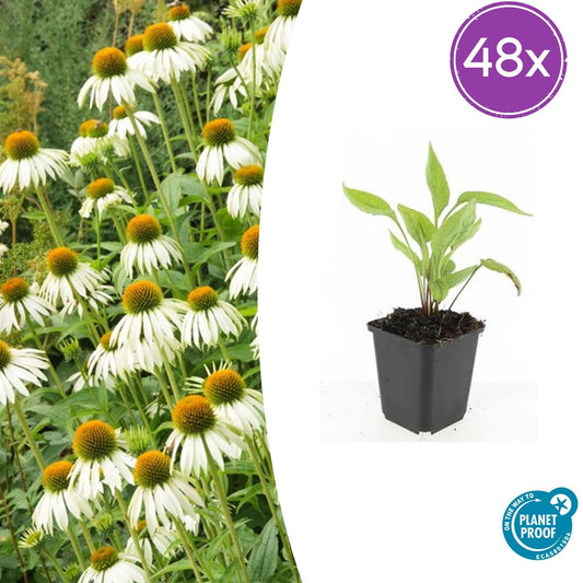 Echinacea purpurea 'White Swan' – 48 Pflanzen – ↕10-25cm – Ø9cm – Weißer Sonnenhut – Winterhart, trockenheitsresistent & bienenfreundlich 