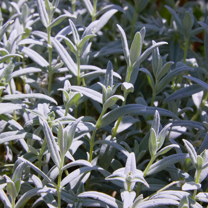 Filziges Hornkraut Cerastium tomentosum – 24 Pflanzen – Teppichbildende Staude für sonnige Standorte – Bodendecker für Steingarten & Beet – 10-25cm – Ø9cm – Winterhart
