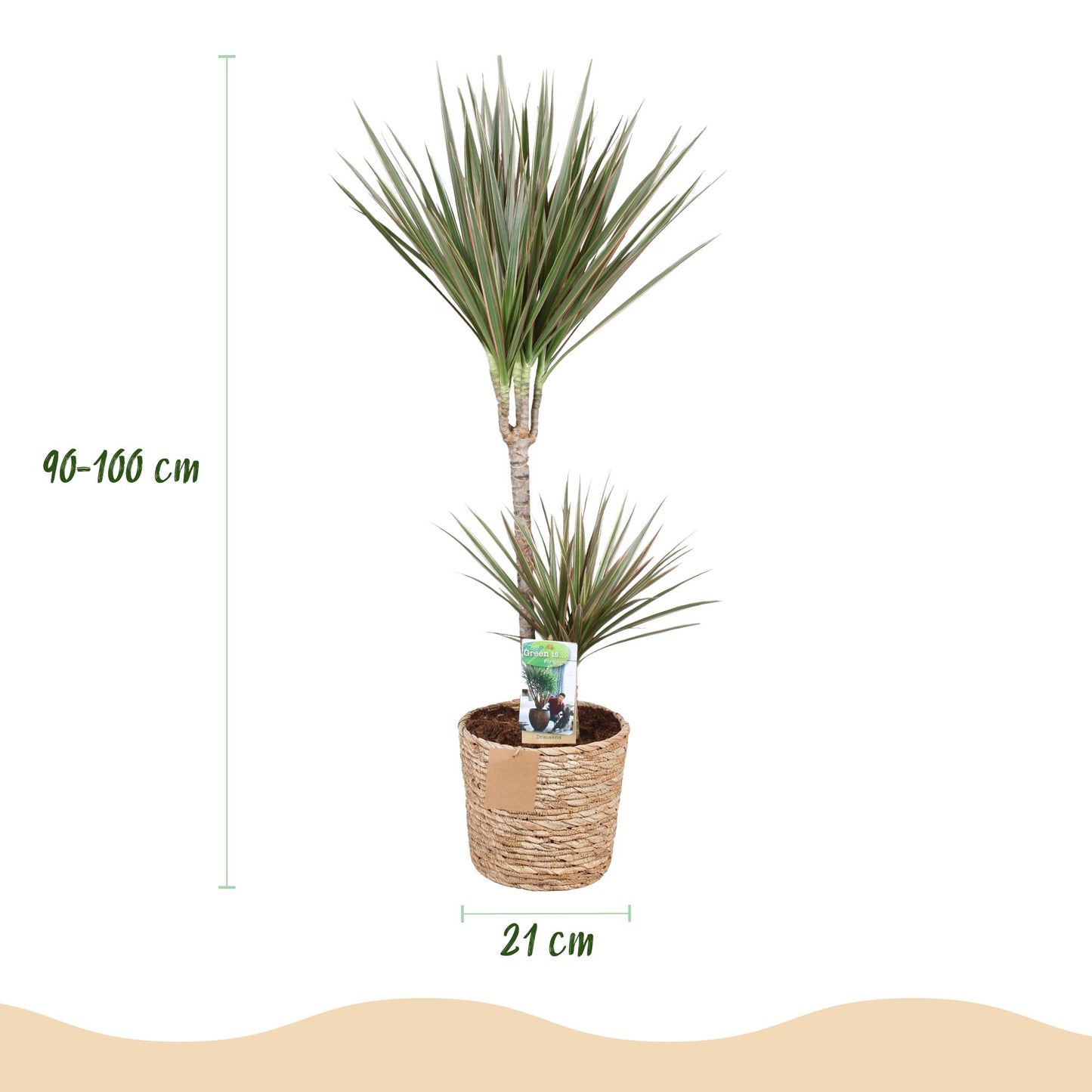 Green boutiQ - Zimmerpflanzen - Dracaena Marginata Bicolor - Drachenbaum - Pflegeleicht - mit Korb - Grün - Braun - 1 Pflanze - Topf 21cm - Höhe 90-100cm 