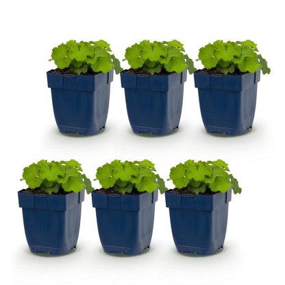 Frauenmantel – Alchemilla mollis – 6 Pflanzen – Topf Ø11cm – Bienenfreundliche Staude für Garten & Balkon