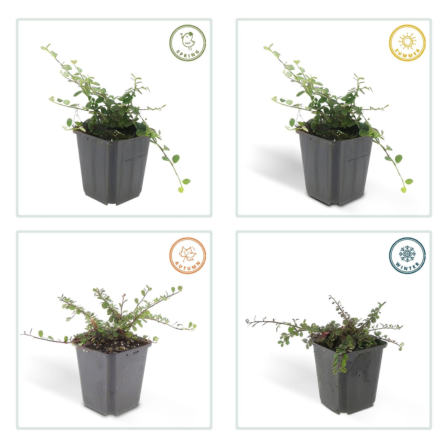Cotoneaster prostratus 'Queen of Carpets' – Flacher, robuster Bodendecker – 48 Pflanzen – ↕10–25cm – Ø9cm – Weiße Blüten & rote Herbstbeeren – Winterhart & pflegeleicht