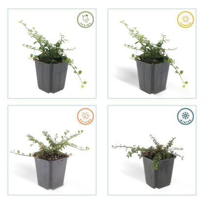 Cotoneaster prostratus 'Queen of Carpets' – Flacher, robuster Bodendecker – 48 Pflanzen – ↕10–25cm – Ø9cm – Weiße Blüten & rote Herbstbeeren – Winterhart & pflegeleicht