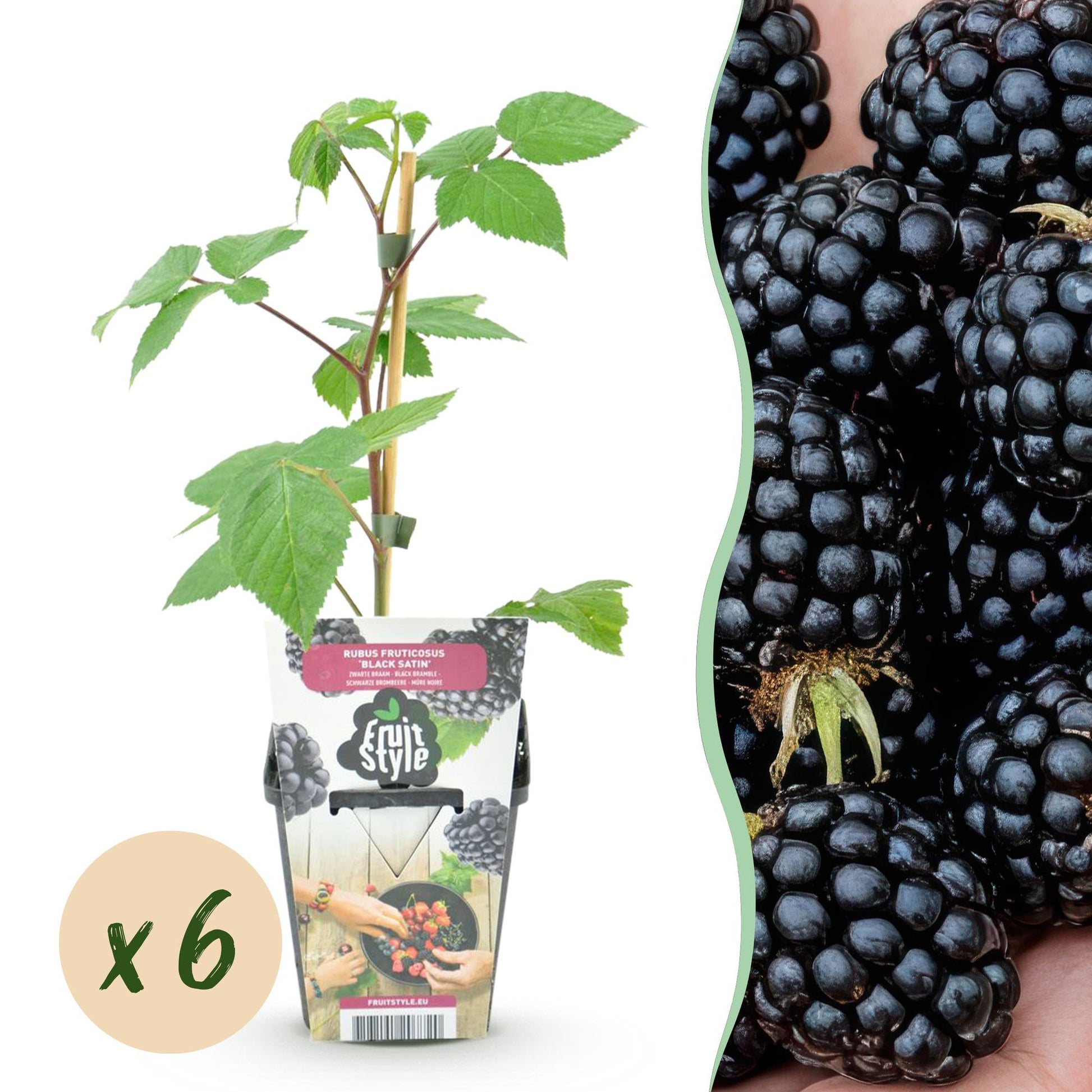 GreenboutiQ - Obstpflanzen - Brombeere - Rubus Black Satin - Winterhart - 6 Pflanzen - Topf 9 cm - Schwarze Brombeere 