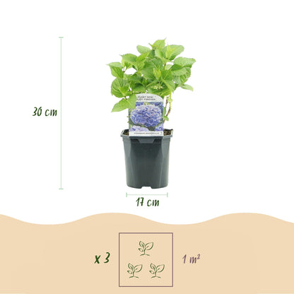 Hortensie Hydrangea macrophylla Blau – 3 Pflanzen – Blüte in Blau – Ø17cm – ↕30cm – Sommerblüher – Pflegeleicht – Für Halbschatten – Ideal für Garten & Kübel 