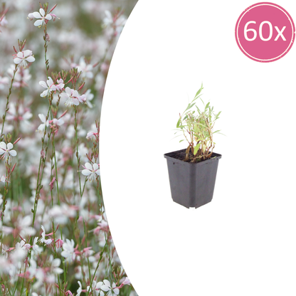 Gaura lindheimeri Prachtkerze – 60 Pflanzen – Ø9cm – Höhe 10-25cm – Pflegeleichte Staude – Lange Blütezeit – Für Beet, Präriegarten & Kübel