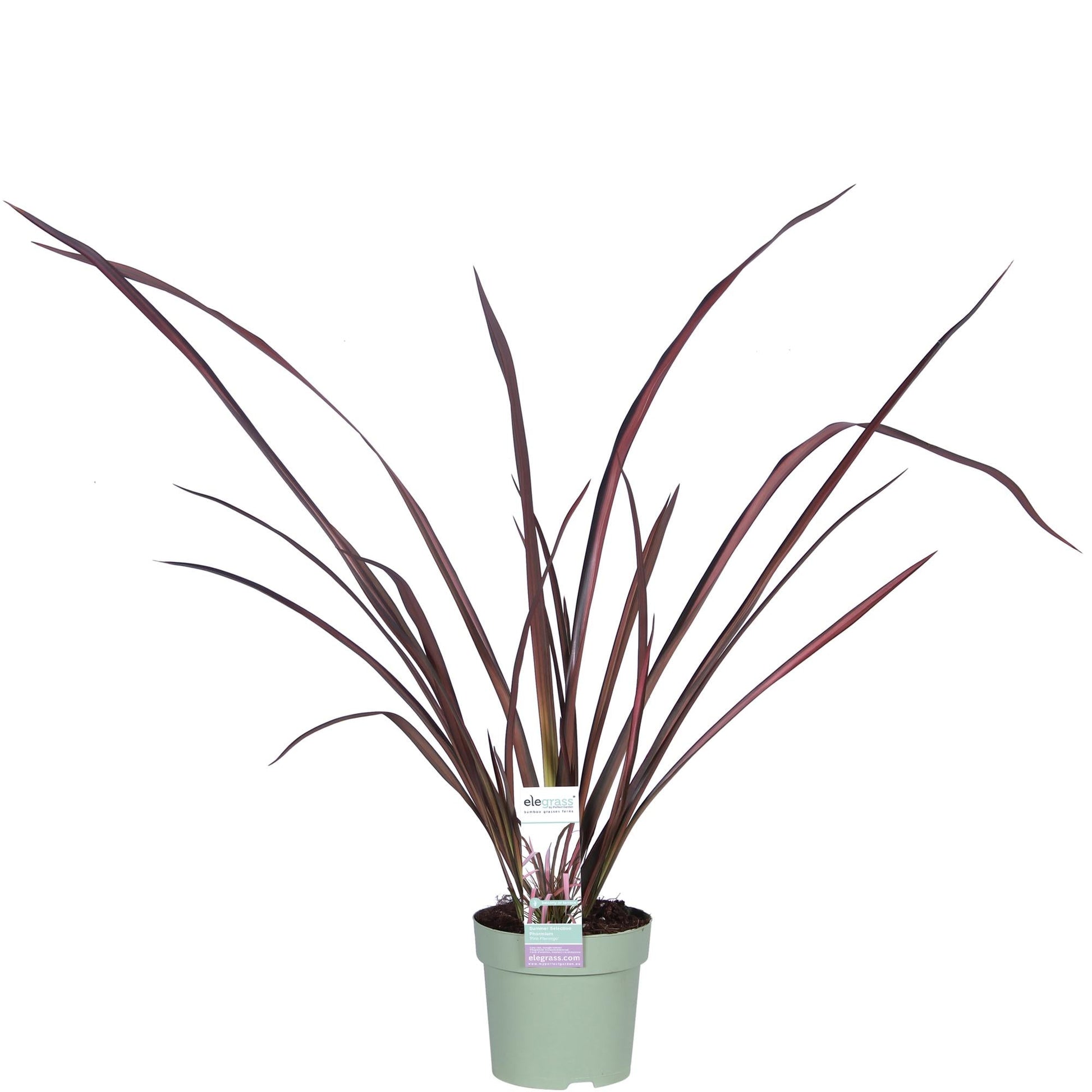 Neuseeländer Flachs - Phormium 'Pink Flamingo' - Ø14cm ↕50cm - Immergrüne Zierpflanze mit rosa Schwertblättern - Winterhart & pflegeleicht 