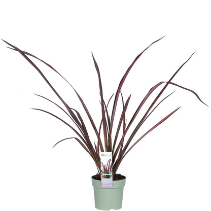 Neuseeländer Flachs - Phormium 'Pink Flamingo' - Ø14cm ↕50cm - Immergrüne Zierpflanze mit rosa Schwertblättern - Winterhart & pflegeleicht 