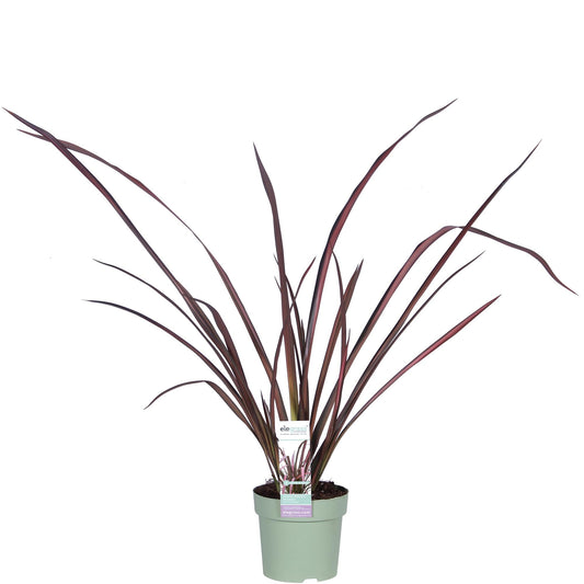 Neuseeländer Flachs - Phormium 'Pink Flamingo' - Ø14cm ↕50cm - Immergrüne Zierpflanze mit rosa Schwertblättern - Winterhart & pflegeleicht 