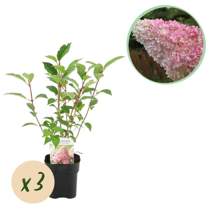 Rispenhortensie – Hydrangea panniculata Vanille Fraise – Blüte Weiß-Rosa – 3 Pflanzen für 1m² – Laubabwerfend – Große Blüten – 17cm – Höhe ca. 50cm 