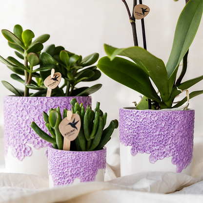 Kolibri Company | Bloom Purple Pflanzenset | Violette Vienna Orchidee + Grünpflanzen inkl. Übertöpfe 