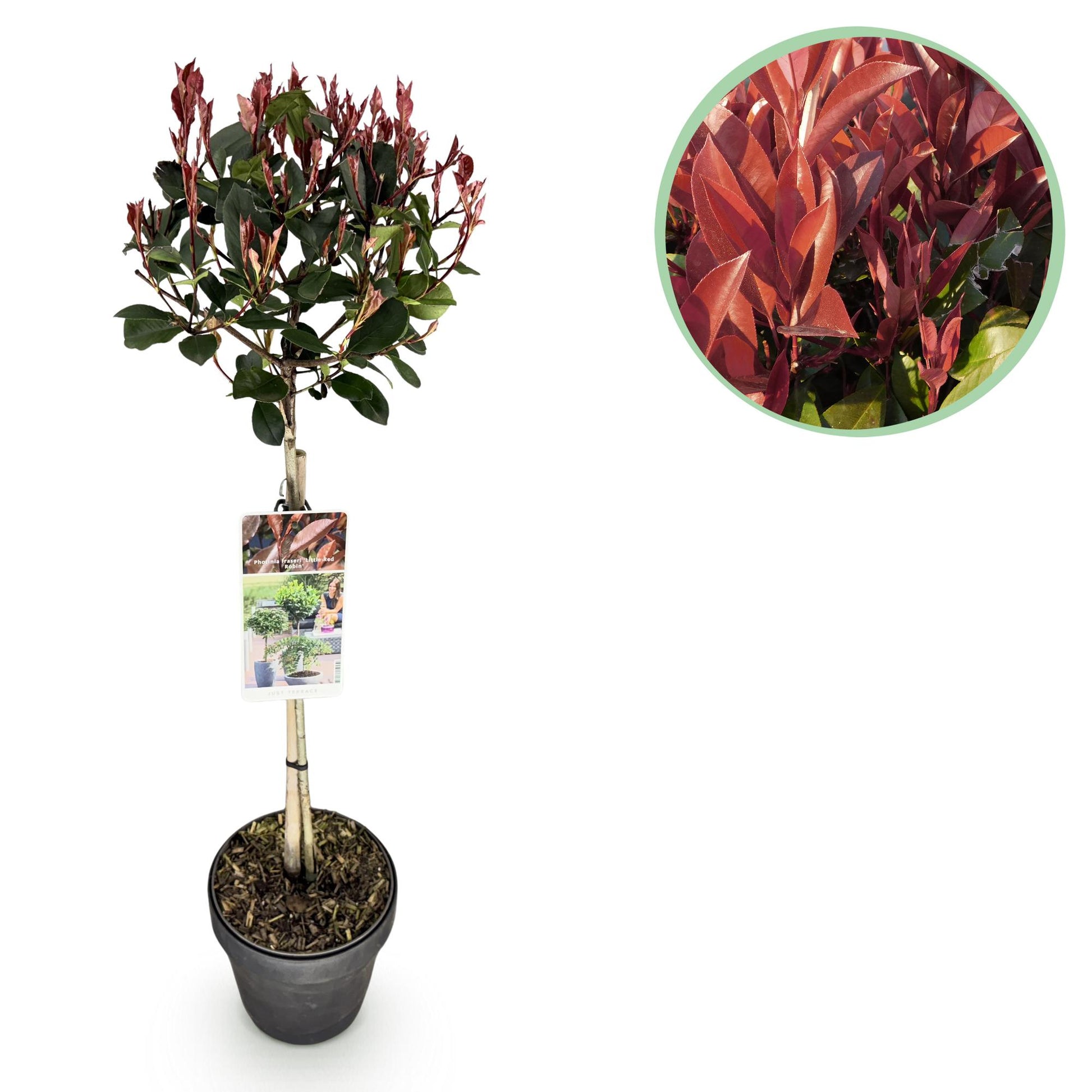 GreenboutiQ - Stamm Pflanze - Photinia fraseri Little Red Robin - Terrassenpflanze - Immergrün - Winterhart - Grün-Rotes Blatt - Topf 19cm Höhe 90cm 