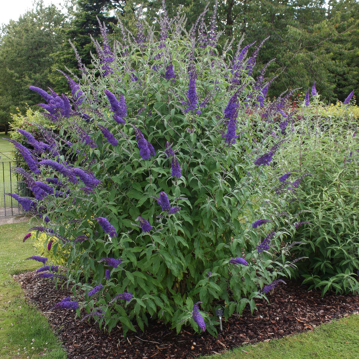 Green boutiQ - Garden Plant - Buddleja davidii Empire Blue - Butterfly Bush - Hardy - Blue - 3 Plants - Pot 17cm - Height 45cm 