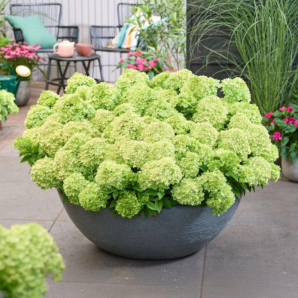 Rispenhortensie Hydrangea paniculata Groundbreaker Greeny 2er Set – frosthart cremeweiß bis grünlich – Ansicht 11