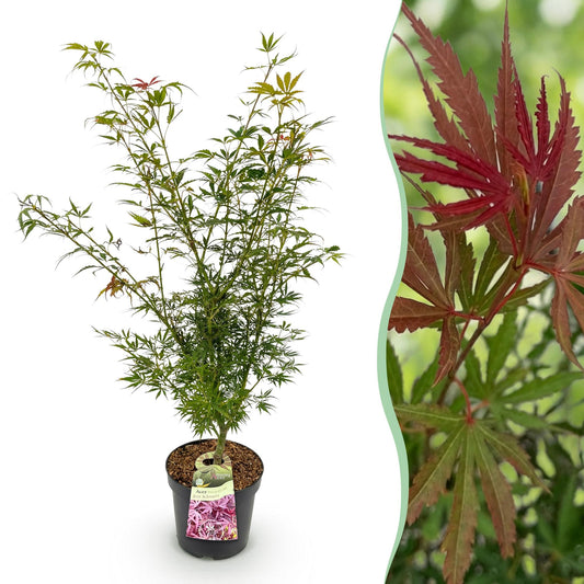 Green boutiQ - Gartenpflanze - Acer palmatum Jerre Swarts - Japanischer Ahorn - Laubabwerfend - Orange-Rot - 1 - Topf 26cm - Höhe 90cm 