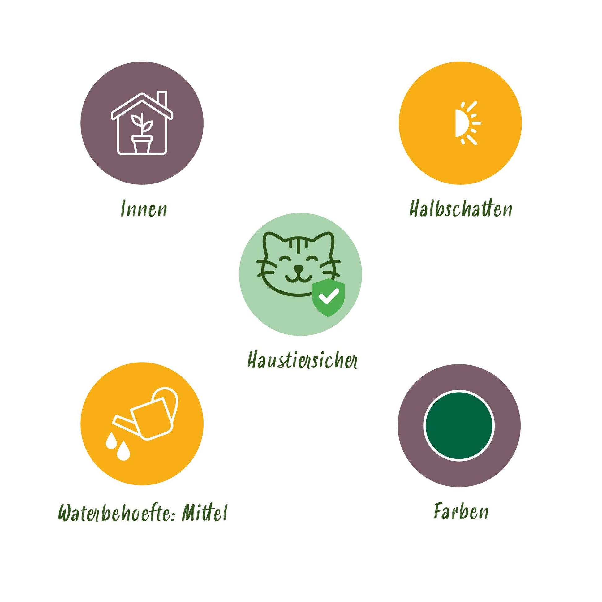 Green boutiQ - Zimmerpflanze - Calissia repens - Katzengras - Haustierfreundlich - Grün - 4 Pflanzen - Topf 12cm - Höhe 17-20cm 