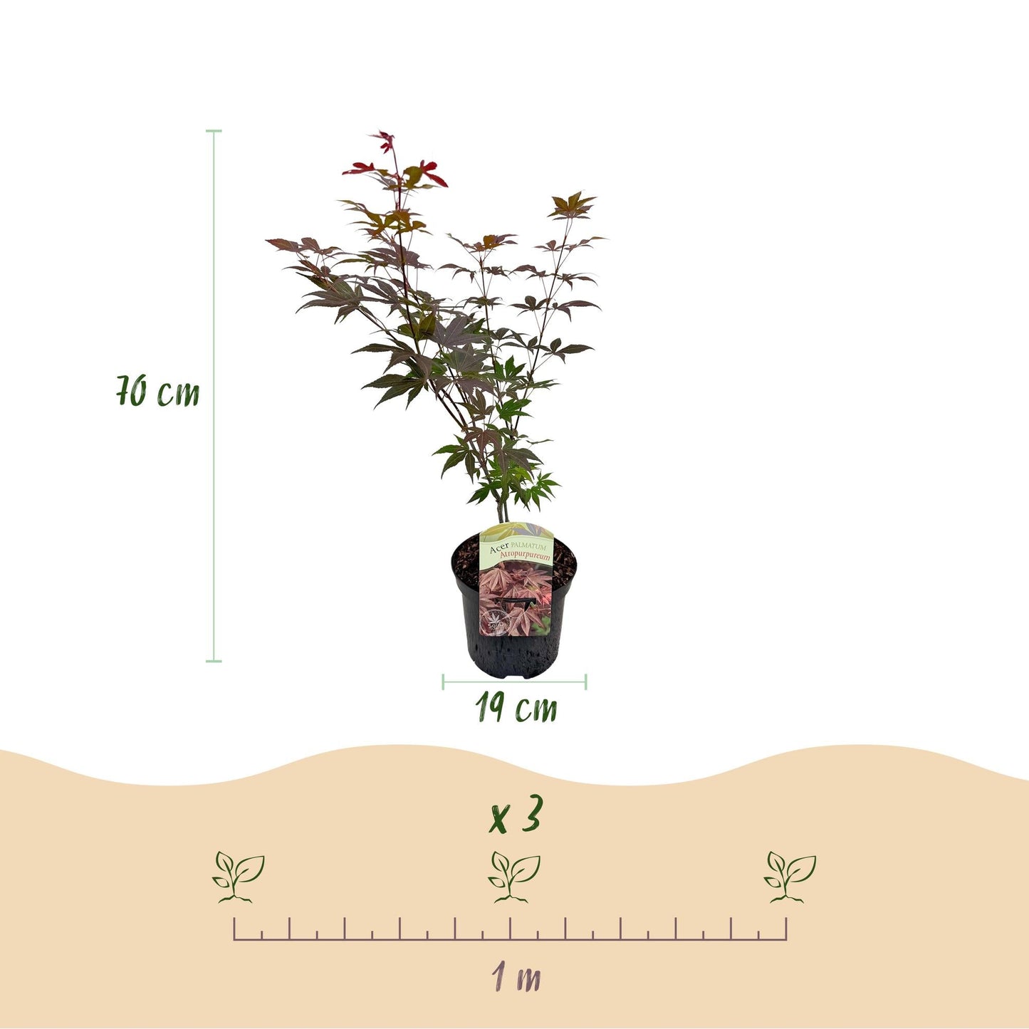 Japanischer Ahorn – Acer palmatum 'Atropurpureum' – 2 Pflanzen – ca. 70 cm hoch – Topf Ø19 cm – tief lila Blätter – Balkon- & Gartenpflanze 