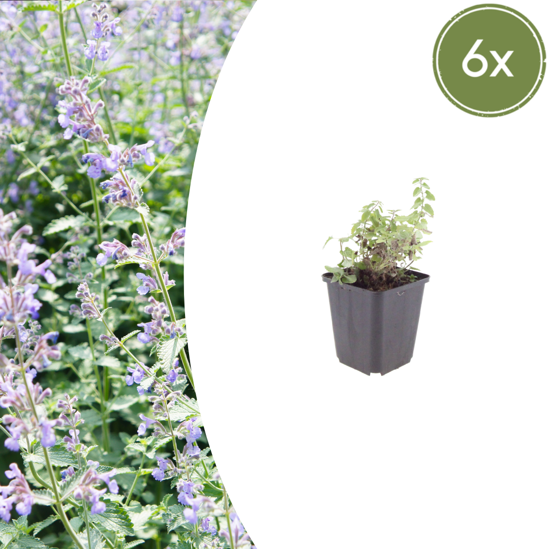 Nepeta faassenii Katzenminze – 6 Pflanzen – Ø9cm – Höhe 10-25cm – Lavendelblaue Blüten – Winterharte Staude – Für Beet, Rabatte & Bienenweide