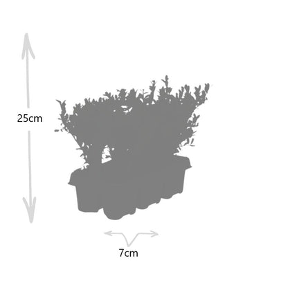Stechpalme – Ilex crenata 'Jenny' – 72 Pflanzen – Immergrün – Winterhart – Alternative zu Buchsbaum – Ø7cm ↕15cm 