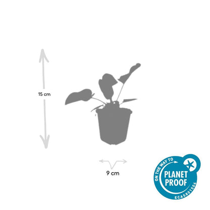 Phlomis russeliana – 48 Pflanzen – Winterharte Staude – Auffällige hellgelbe Quirlblüten – Bienen- & Schmetterlingsfreundlich – Pflegeleicht & trockenheitstolerant 